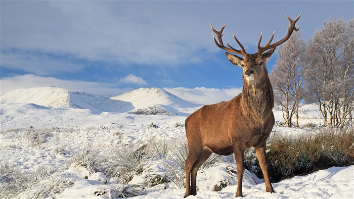 Majestic Deer in Snowy Winter Landscape
