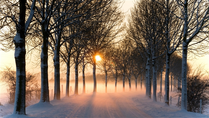 Snowy Road Lined with Trees at Sunset with Fog