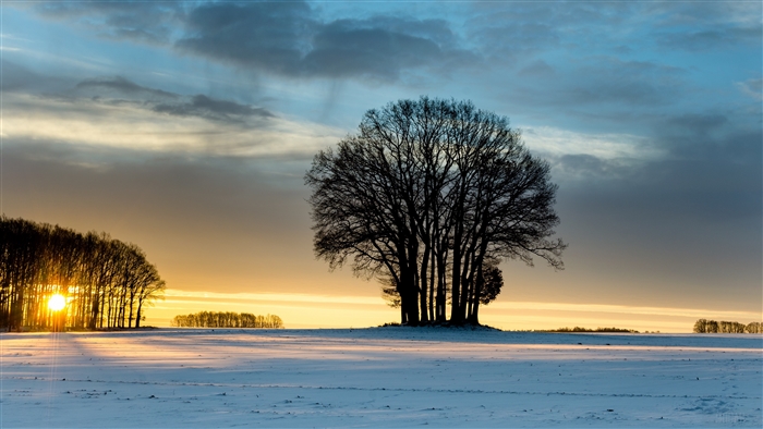 Winter sunset over a snowy field with trees