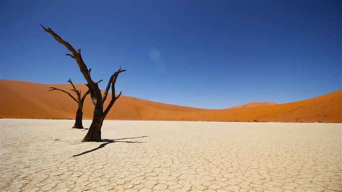 Dead trees in a desert landscape