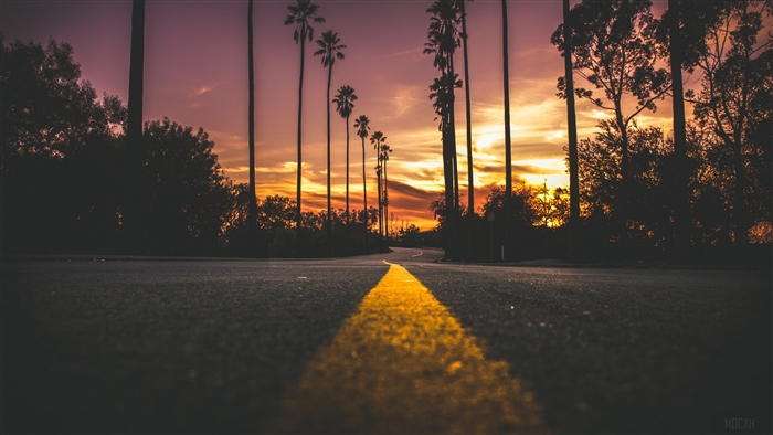 Road lined with palm trees at sunset 4K