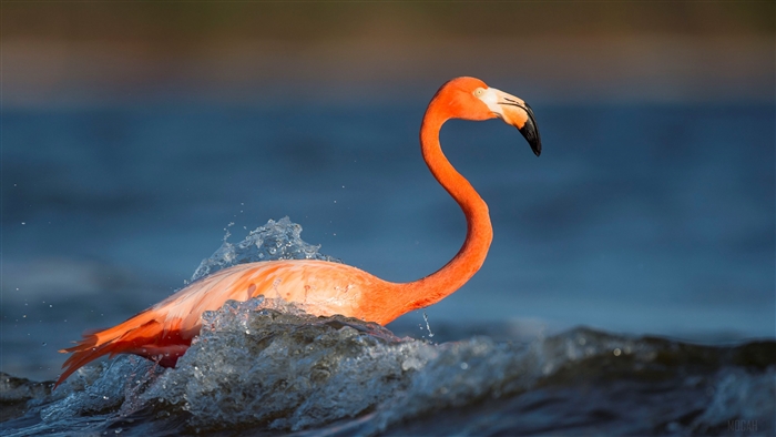 Flamingo wading in water