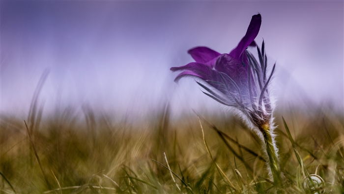 Purple flower in grass with blurred background