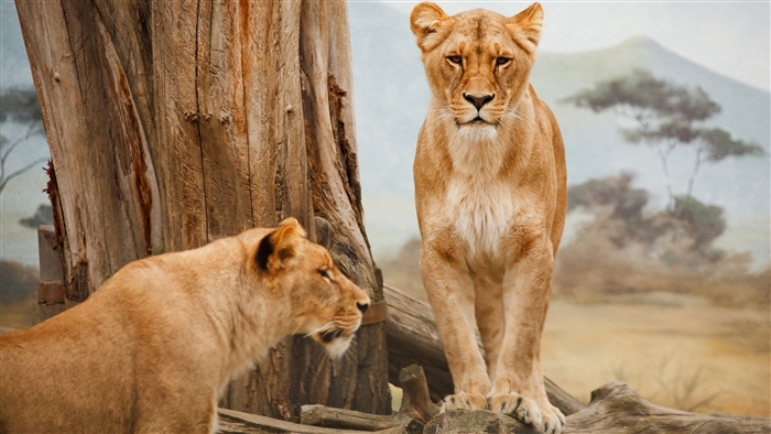 Two Lions in a Savanna Habitat 4K
