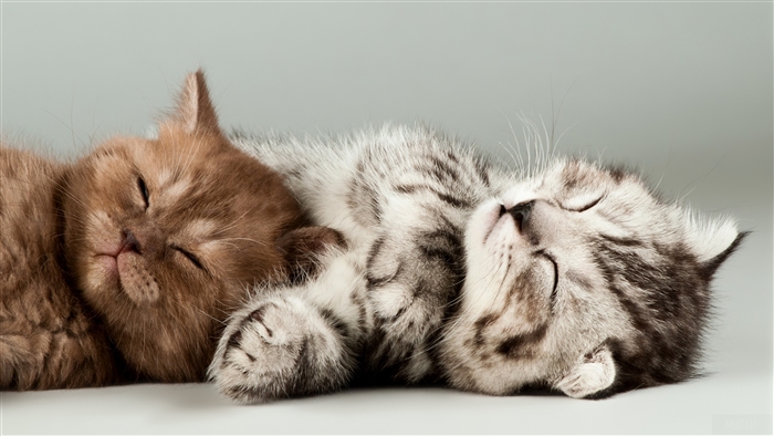 Two Kittens Sleeping 4K