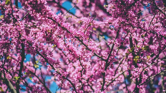 Pink Cherry Blossoms on Branches in Spring 4K