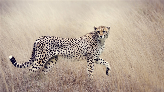 Cheetah in tall dry grass, wildlife 4K