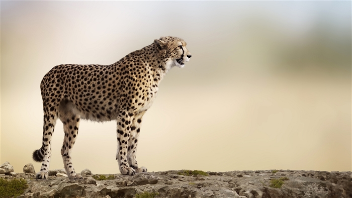 Cheetah standing on rocks in 4K
