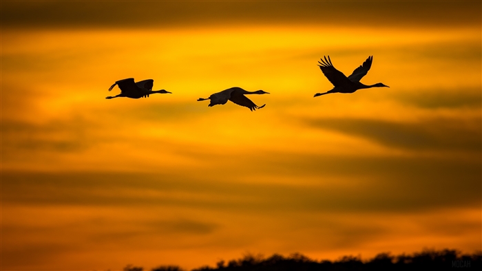 Three Cranes in Silhouette Flying at Sunset 4K