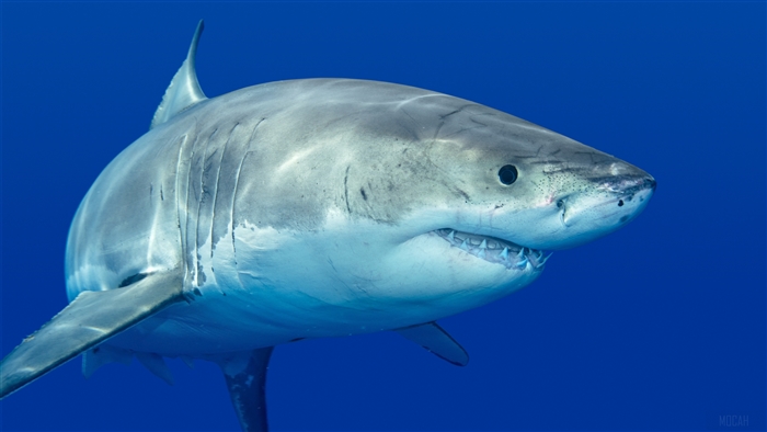 Great White Shark Predator 4K