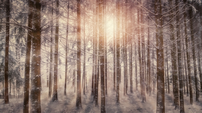 Sunbeams through a snowy forest in winter