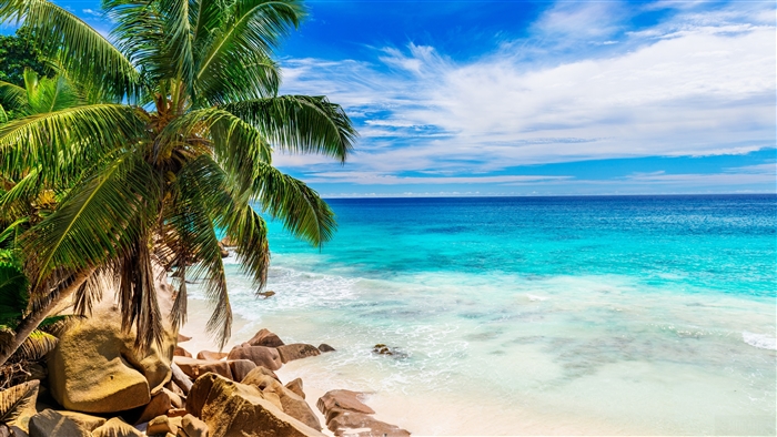 Tropical Beach with Palm Tree and Turquoise Ocean in Seychelles 4K