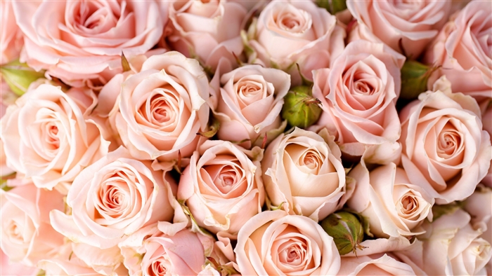 Close-up of Pink Roses 4K
