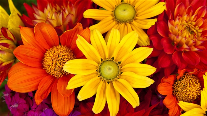 Vibrant Colorful Dahlia and Daisy Flowers 4K