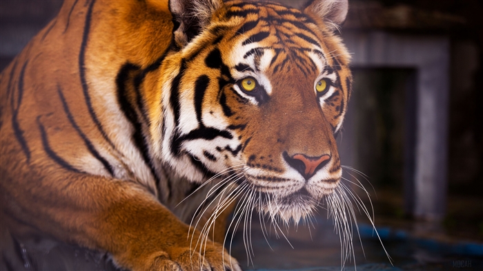 Tiger predator 4K
