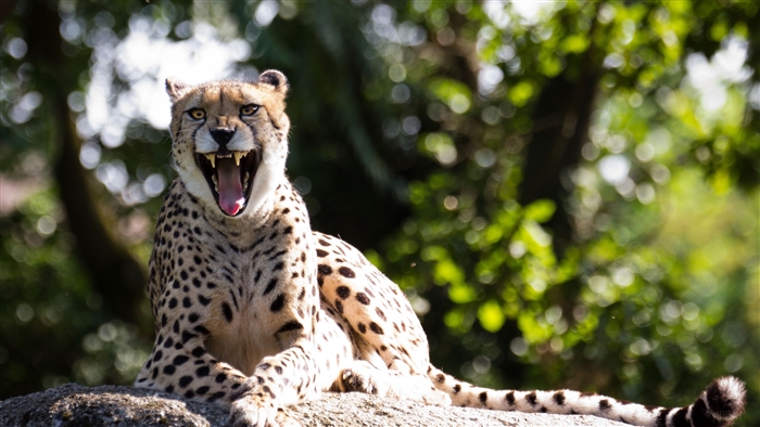 Cheetah yawning on a rock with green foliage background