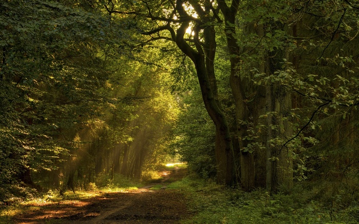 Sunlight filtering through trees onto a forest path