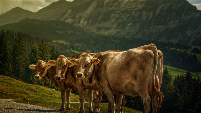 Cows in a Mountain Landscape 4K