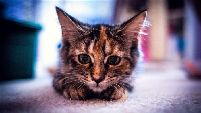 Close-up of a tabby kitten's face