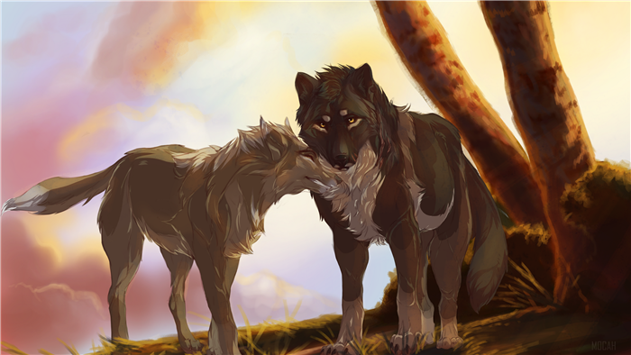 Two wolves in a forest at sunset