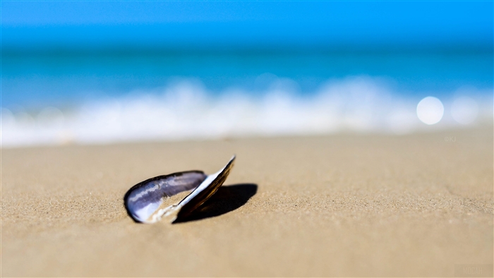 Seashell on Sandy Beach with Ocean Waves 4K