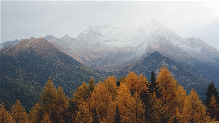 Autumn forest and snowy mountains in fog