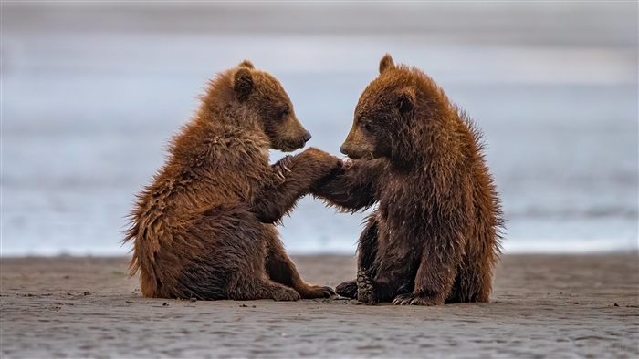 Two bear cubs playing on a beach