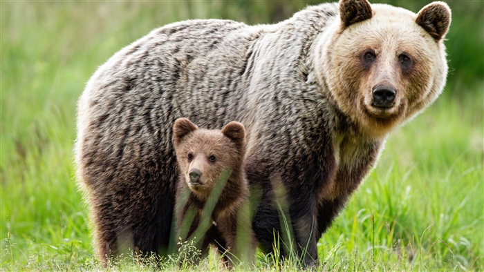Grizzly Bear and Cub in Green Grass 4K