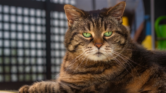 Tabby Cat with Green Eyes 4K