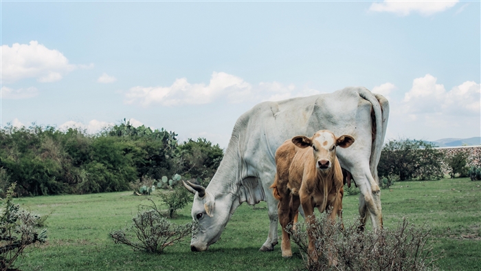 Calf and Cow Grazing on Green Field