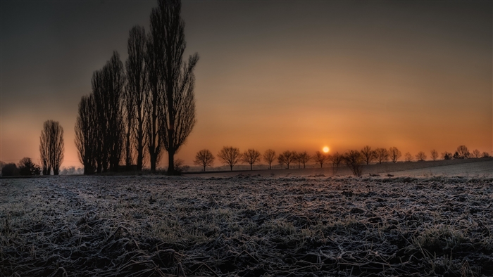 Frosty field with tall trees at sunrise in Bavaria 4K