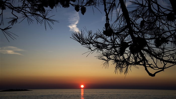 Pine Branches Overlooking Sunset Ocean 4K