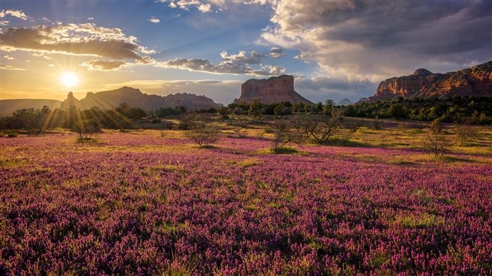 Field of purple flowers with mountains at sunset in Sedona 4K