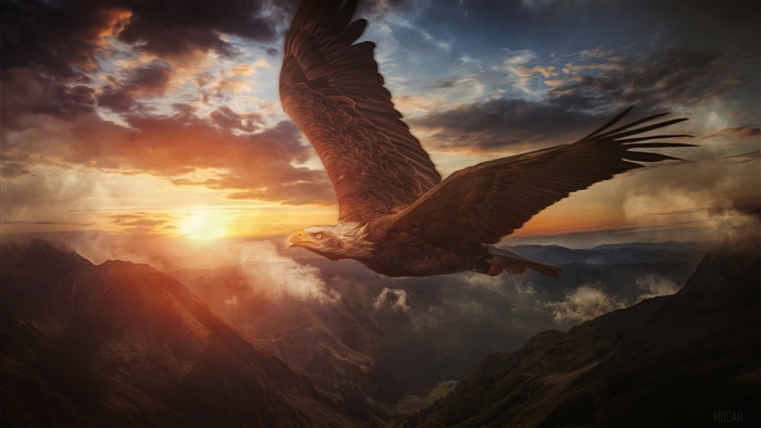 Bald Eagle flying over mountains at sunset 4K