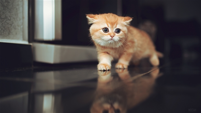 Orange Kitten Walking on Reflective Surface 4K