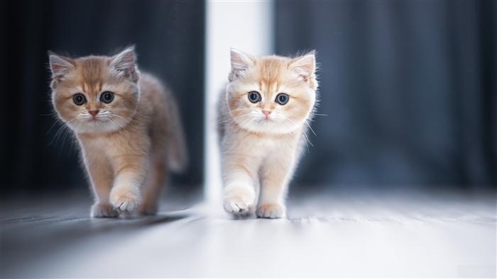 Adorable Kittens Walking with Reflection in 4K
