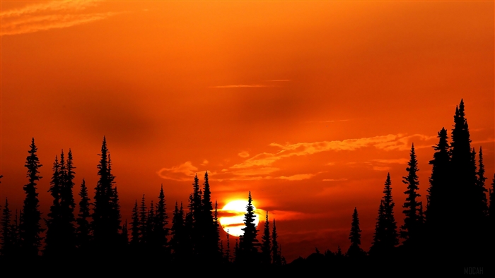 Silhouette of trees against a vibrant sunset 4K