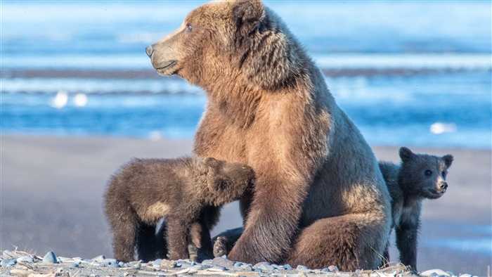 Mother Bear and Cubs on a Beach