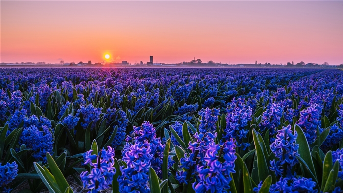 Field of Purple Hyacinths at Sunset 4K
