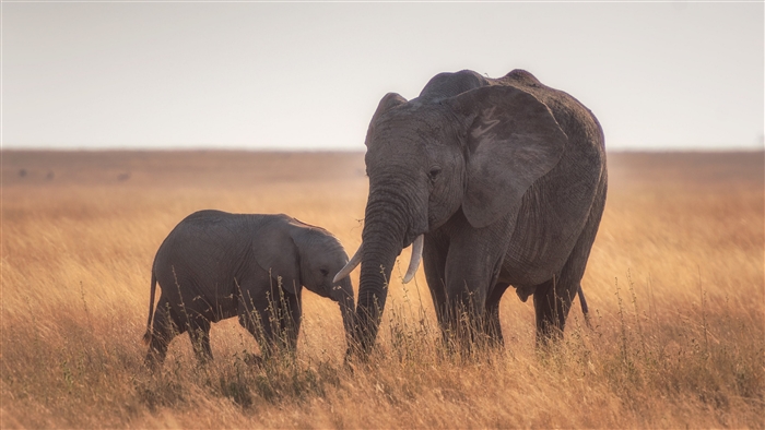Mother and Baby Elephant in Savannah 4K