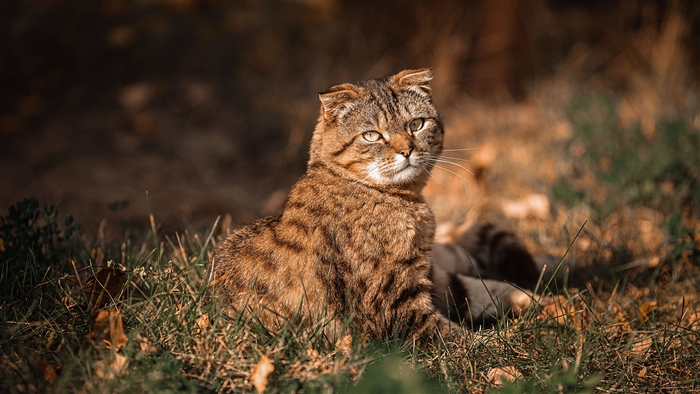 Wildcat sitting in grass