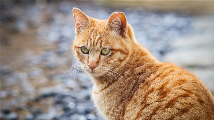 Orange tabby cat with green eyes