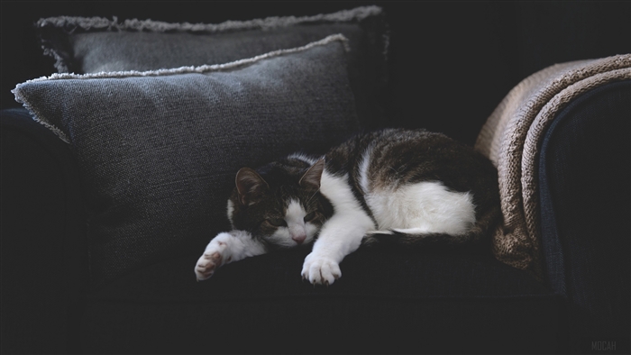 Sleeping Cat Resting on Dark Couch