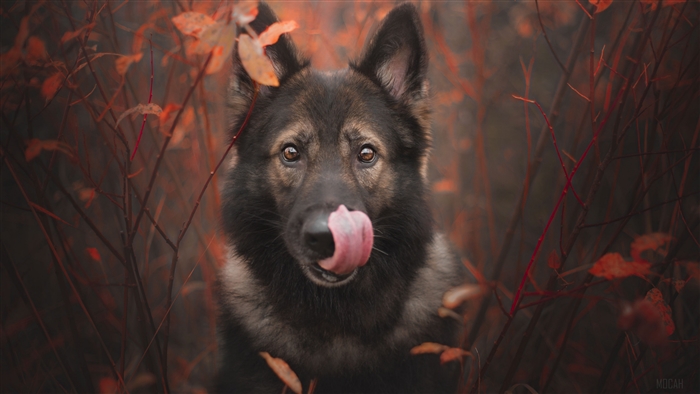German Shepherd Dog licking its nose