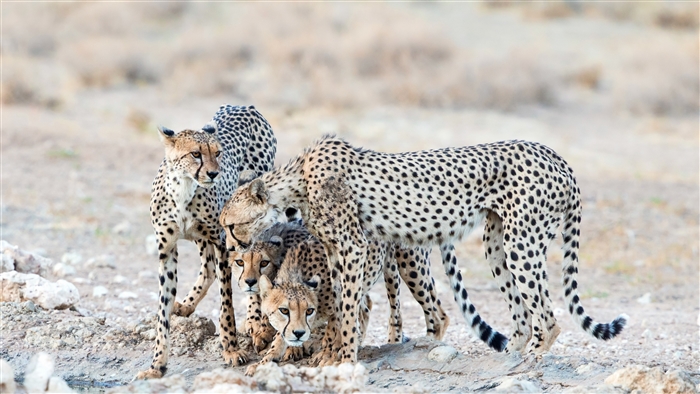 Group of Cheetahs in a Dry Landscape