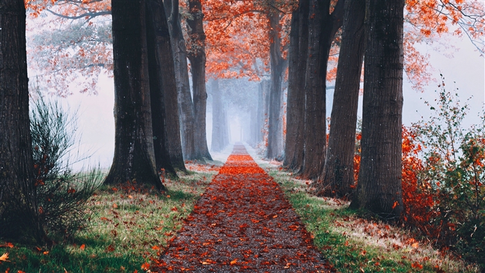 Misty Autumn Pathway Through Tall Trees 4K