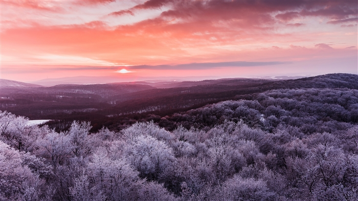 Winter forest landscape at dawn with pink sky