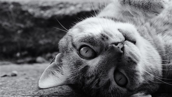 Black and White Cat Staring