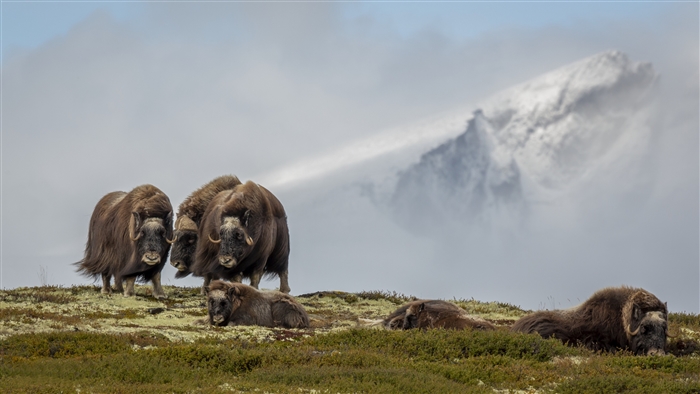 Muskox herd in a misty mountain landscape 4K