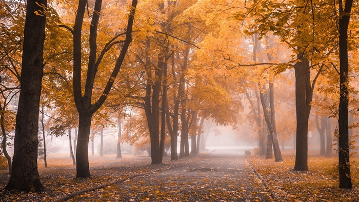 Autumn park path with fog and fall foliage 4K